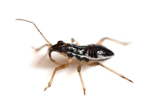 Himacerus major